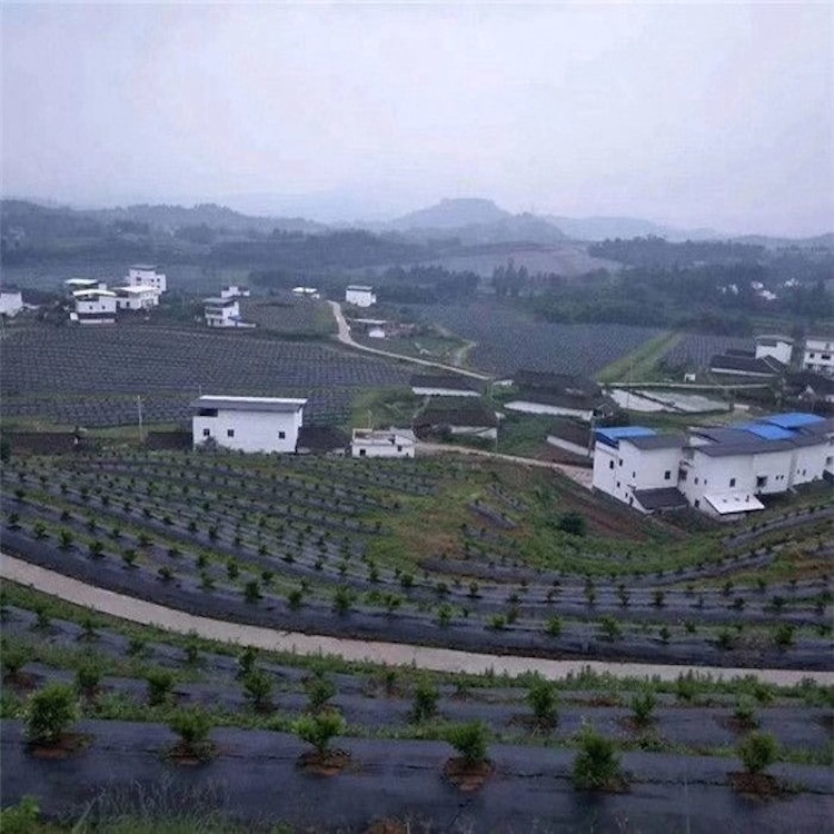 防草布鋪設案例