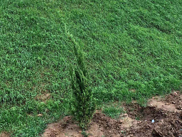 生態(tài)袋每平米造價(jià)