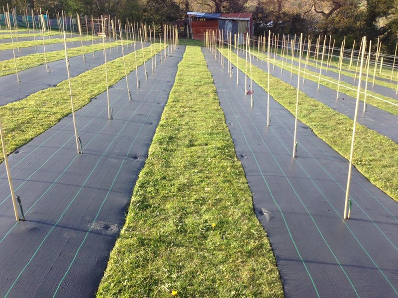 防草布/地布/防草布批發